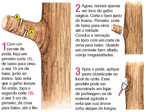 podas1