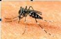 Mosquito
