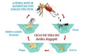 Ciclo-da-Vida