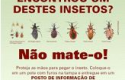Inseto