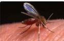 mosquito2
